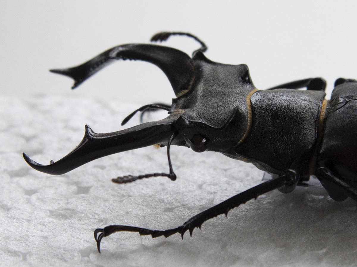 Lucanus cervus